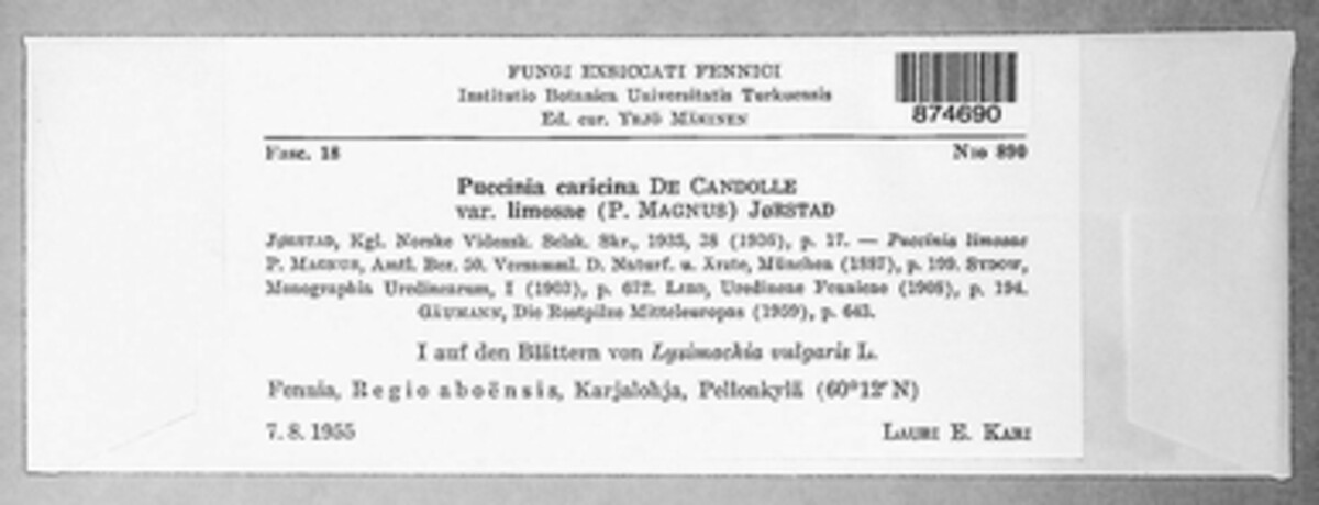 Puccinia caricina var. limosae image